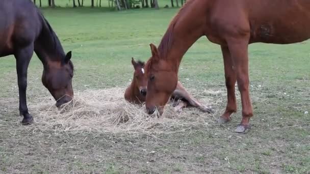 Cavallo che mangia fieno — Video Stock