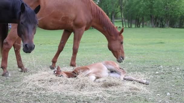 Horse eating hay — Stock Video