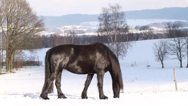 Cheval frison dans un paysage hivernal — Video