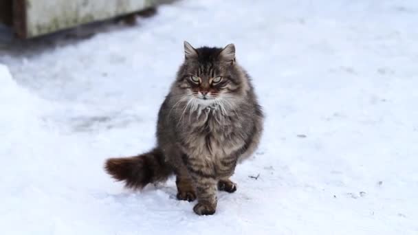 Gato en la nieve — Vídeo de stock