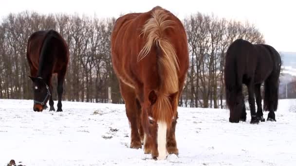 Caballos pastando en invierno — Vídeo de stock