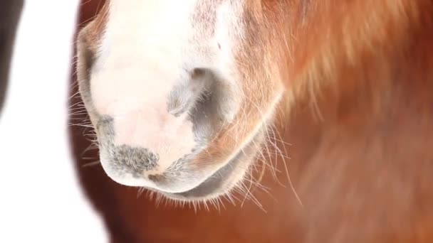 Hnědé koně nozdry — Stock video