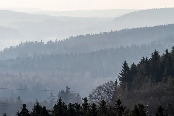 Las w porannej mgle. — Zdjęcie stockowe