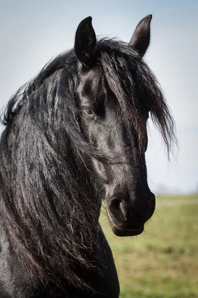 Porträt Schönheit Friesenpferd — Stockfoto