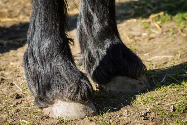 Detail of front hooves horse - Friesian horse — Stock Photo, Image