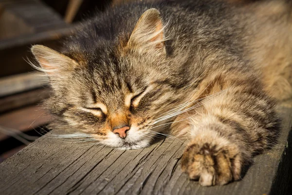 Sleeping cat — Stock Photo, Image