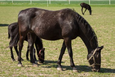 Eski Kladrub siyah at kısrak tayı ile