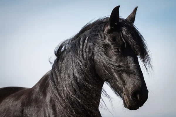 Portrait beauté cheval friesian — Photo