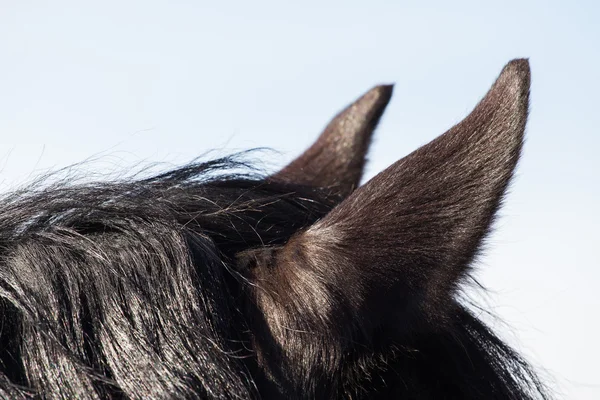 Uši koně proti obloze — Stock fotografie