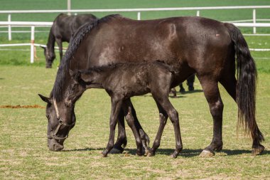 Eski Kladrub siyah at kısrak tayı ile