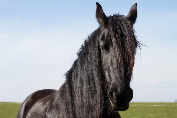 Retrato belleza caballo frisón —  Fotos de Stock