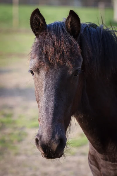 Beauty hříbátko - Fríský kůň hřebec — Stock fotografie