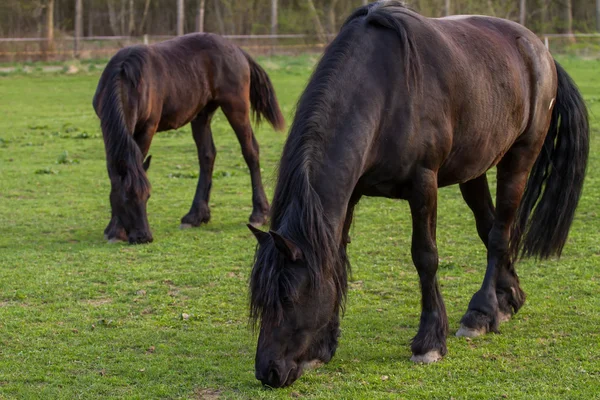 Friesian horse mare with foal — Stock Photo, Image