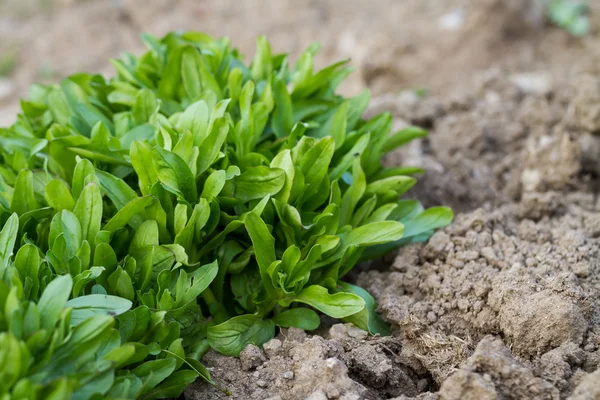 Spring lettuce — Stock Photo, Image