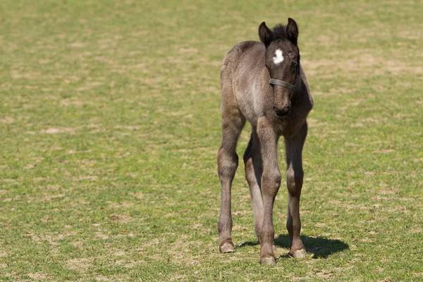 Foal of Old Kladrub black horse — Stock Photo, Image