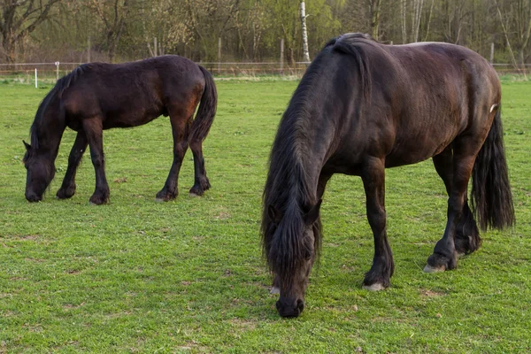 Égua de cavalo frísio com potro — Fotografia de Stock