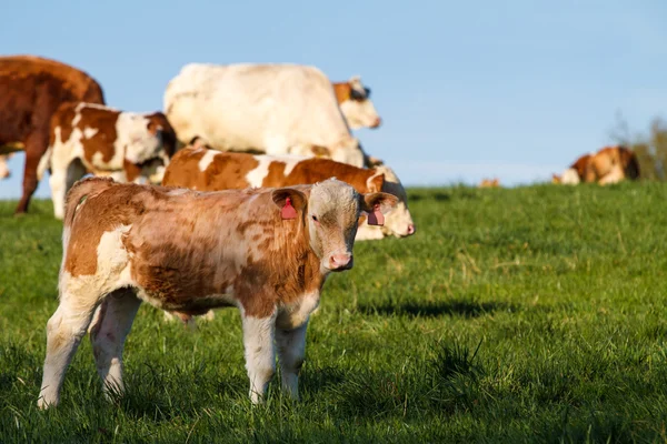 Vacas lecheras, terneros y toros de color marrón y blanco en pastos — Foto de Stock