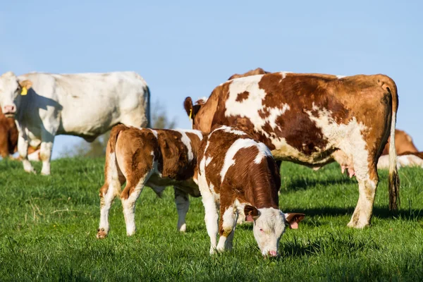 Vacas leiteiras marrons e brancas, bezerros e touros em pastagem — Fotografia de Stock