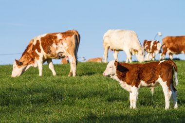 kahverengi ve beyaz süt inekleri, calwes ve arazide toplar