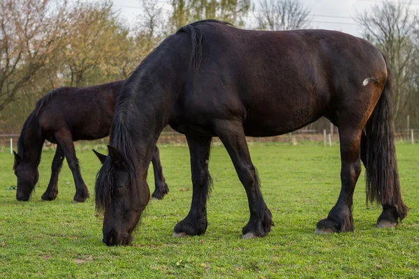 Cavalla frisona con puledro — Foto Stock