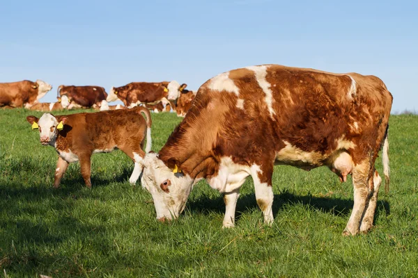 Braune und weiße Milchkühe, Kälber und Bullen auf der Weide — Stockfoto