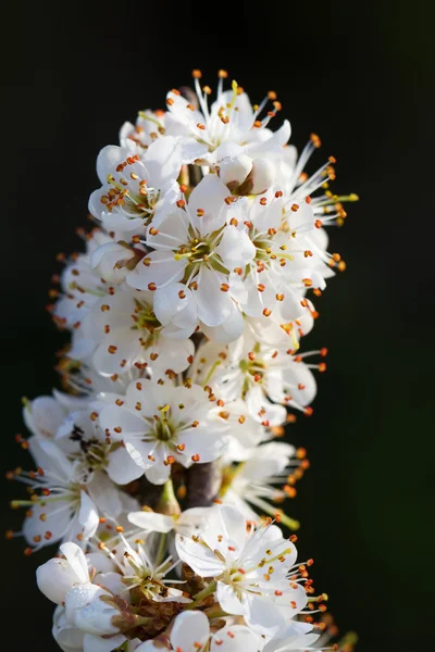 ブラックソーンの花 — ストック写真