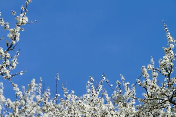 Schlehen blühen am blauen Himmel. Zweig mit weißen Blüten. — Stockfoto