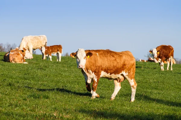 Vacas lecheras, terneros y toros de color marrón y blanco en pastos — Foto de Stock