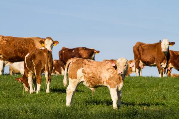 Brown and white dairy cows, calwes and bulls in pasture — Stock Photo, Image