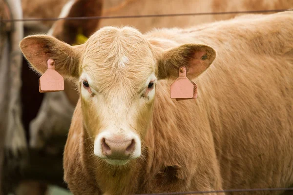 Mooie kalf op de weide — Stockfoto