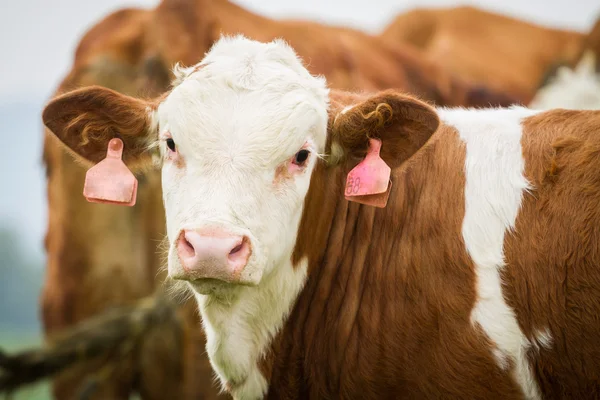 Bellissimo vitello al pascolo — Foto Stock