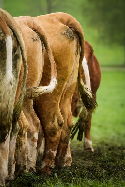 Cows standing in a row — Stock Photo, Image