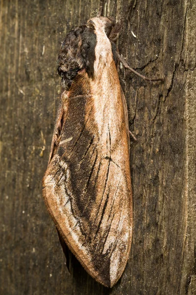 Hawk Moth em fundo de madeira close up — Fotografia de Stock