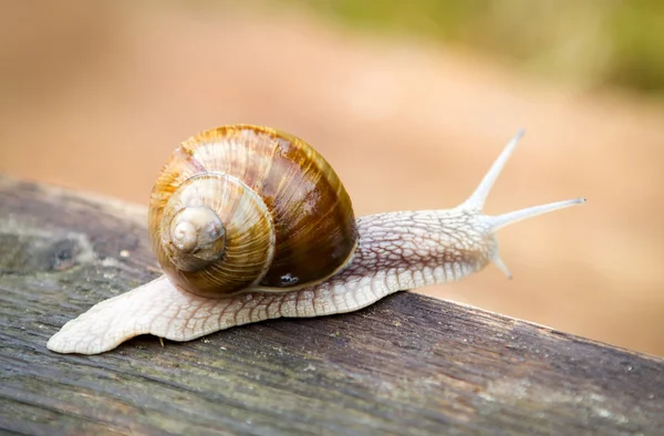 Big snail — Stock Photo, Image