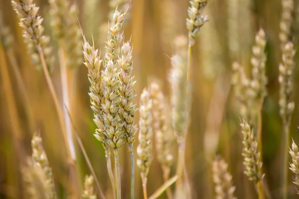 一只成熟的耳朵的黑麦的细节 — 图库照片