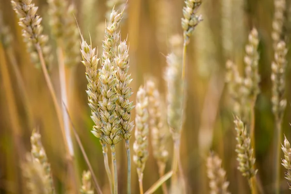 Detail of a ripe ear of rye — Stock Photo, Image