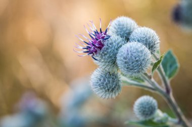 çiçekli büyük dulavratotu (arctium fındık)
