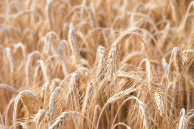 Mısır gevreği bitkiler, arpa, farklı odak ile. 