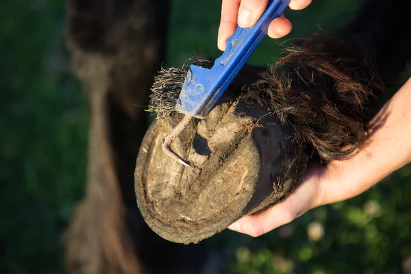 Picking a hoof with a hoof pick — Stock Photo, Image