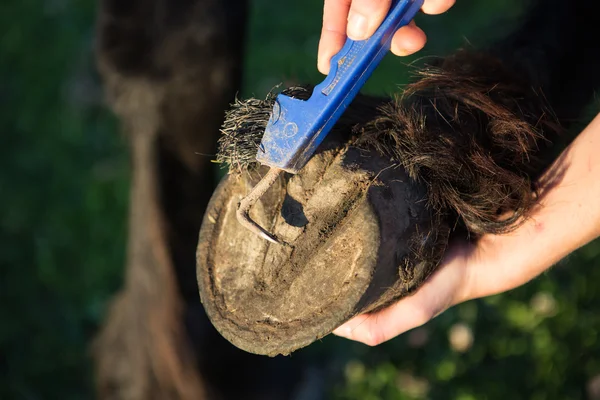 Escogiendo una pezuña con una pala de pezuña —  Fotos de Stock