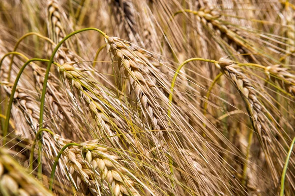 Cereal Plants, Barley, with different focus. — Stock Photo, Image