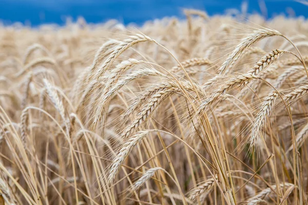 Zlaté pšeničné pole před bouří — Stock fotografie