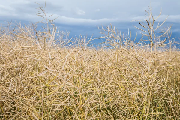 Field of ripe rape — Stock Photo, Image