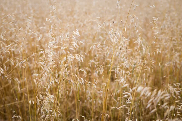 Field of oats. Harvest season — Stock Photo, Image