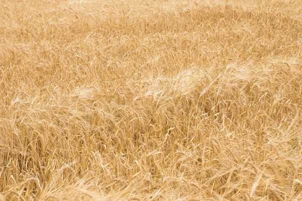 Golden ears of wheat on the field — Stock Photo, Image