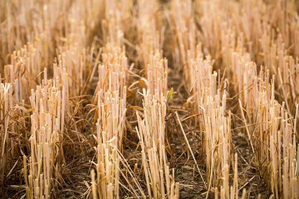 Rows of stubble harvested wheat field — Stock Photo, Image