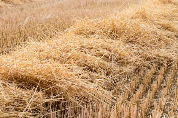 Straw - Field after harvest — Stock Photo, Image