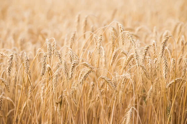 Orelhas douradas de trigo no campo — Fotografia de Stock