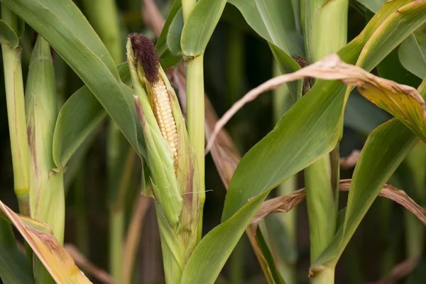 Corn cob on a field in summer — Stock Photo, Image