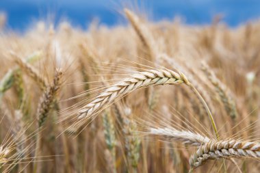 Altın buğday alan fırtına öncesi sessizlik